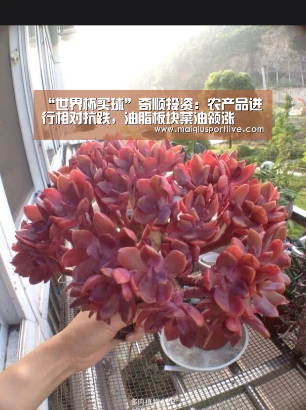 “世界杯买球”奇顺投资:农产品进行相对抗跌,油脂板块菜油领涨(图1) 世界杯买球网站