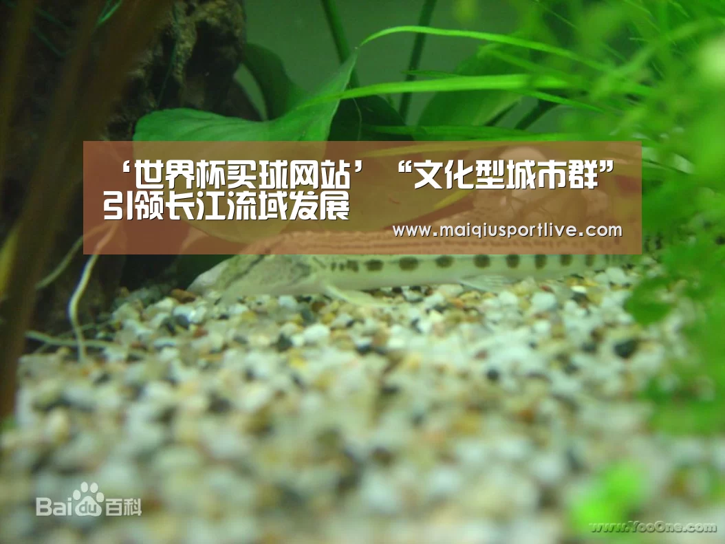 ‘世界杯买球网站’“文化型城市群”引领长江流域发展(图2) 世界杯买球网站